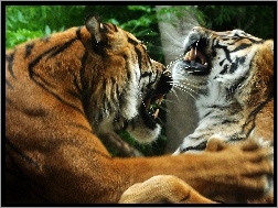 Walka, Tygrysów